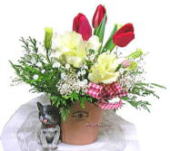 �t�����`�u���h�b�O�̃~�j�A�����W