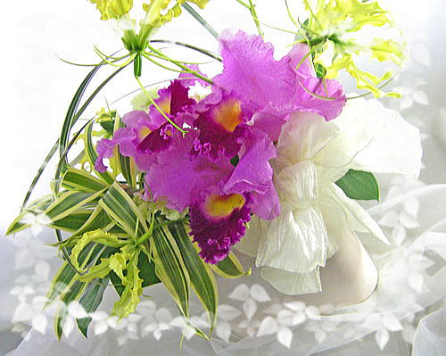 �J�g���A�ƃO�����I�[�T�̃M�t�g�A�����W