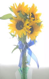 �|�b�g�t���ԑ��`sunny