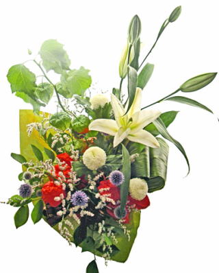 �z�E�Y�L�ƕS���̉ẴA�����W�����g
